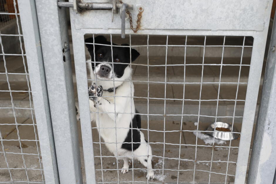 Czarno-biały pies stoi za metalową kratą boksu i opiera jedną łapę o ogrodzenie, spoglądając uważnie w stronę obiektywu. W tle widoczna jest betonowa podłoga oraz metalowa miska z jedzeniem ustawiona przy ścianie.
