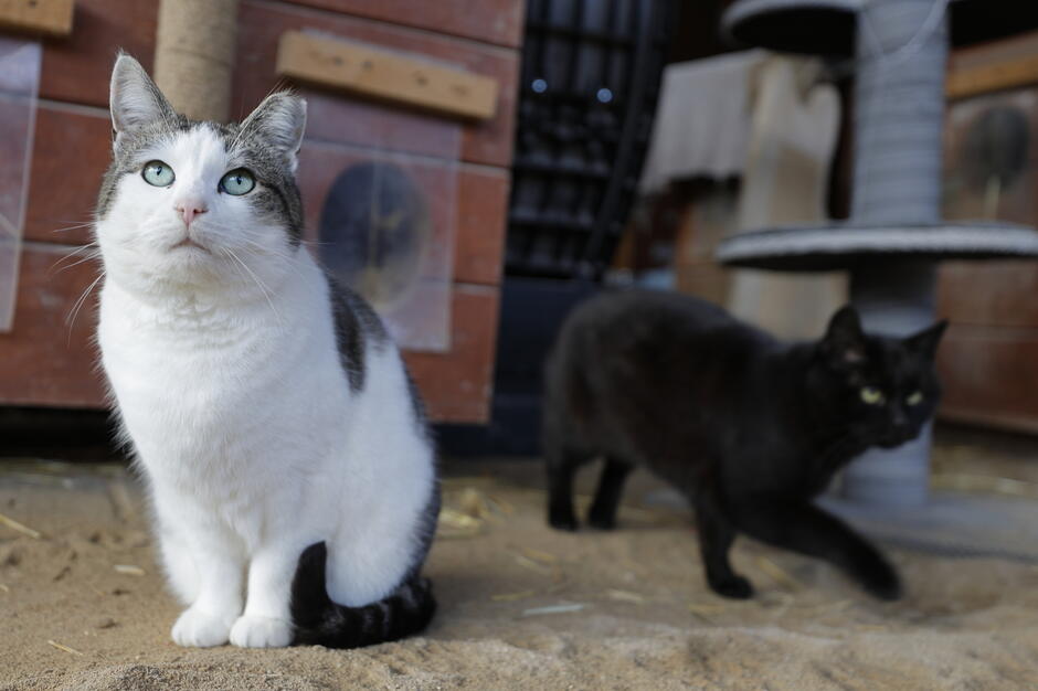 Na pierwszym planie siedzi biało-szary kot o zielonych oczach, uważnie patrzący przed siebie na piaszczystym podłożu. W tle widać czarnego kota przechodzącego obok drewnianej budki i elementów wyposażenia kociego wybiegu.
