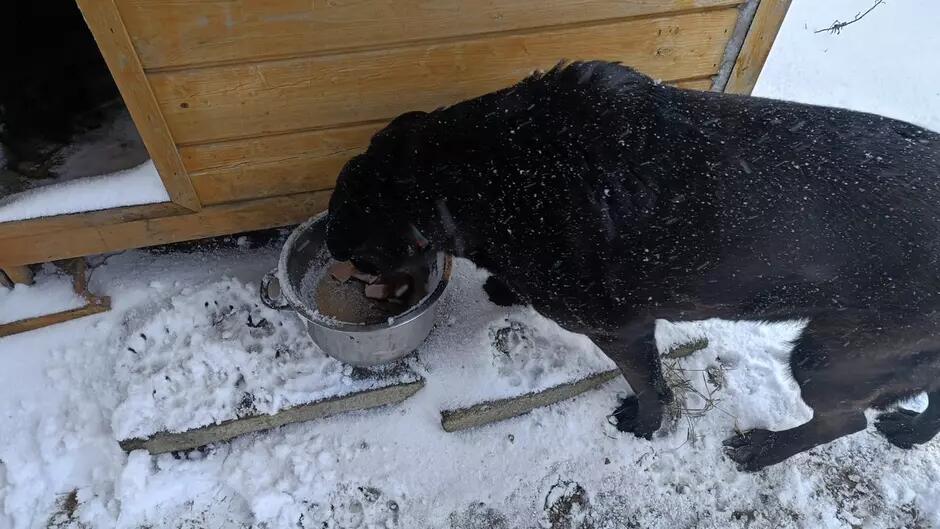 Czarny pies na śniegu obok budy. Wkłada pysk do metalowego wiadra.