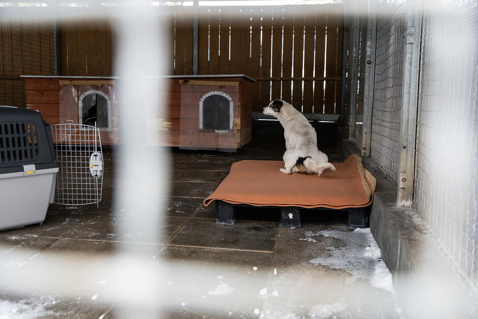 Pies w boksie w schronisku dla bezdomnych zwierząt sika.