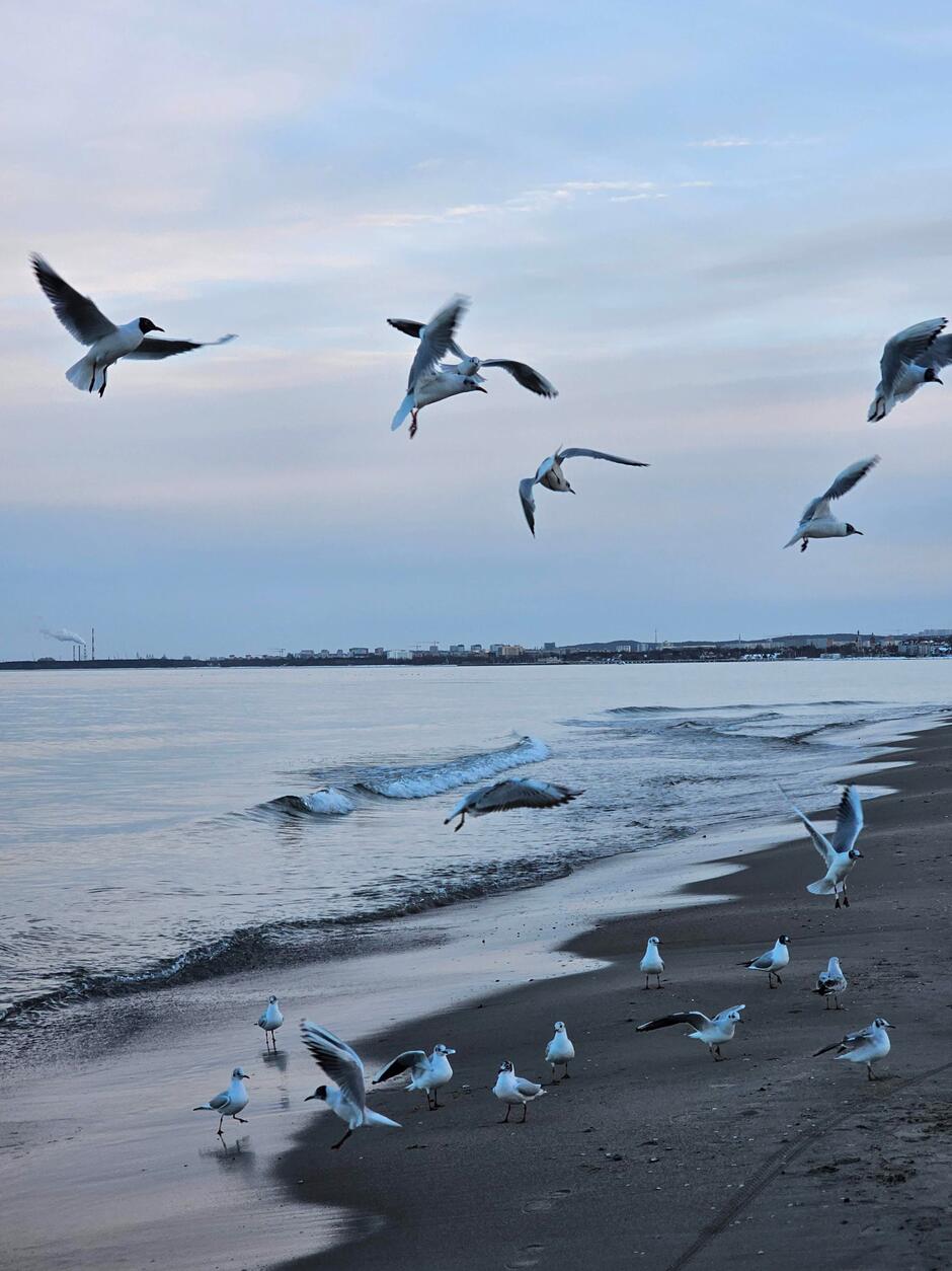 Zdjęcie dekoracyjne przedstawiające ptaki na plaży