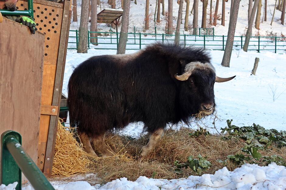 Piżmowół jest widoczny w ośnieżonym wybiegu, stojąc na sianie i jedząc rośliny pastewne. Zwierzę ma długą, ciemną sierść i charakterystyczne, zakrzywione rogi, a w tle widać ogrodzenie i drzewa pokryte śniegiem.