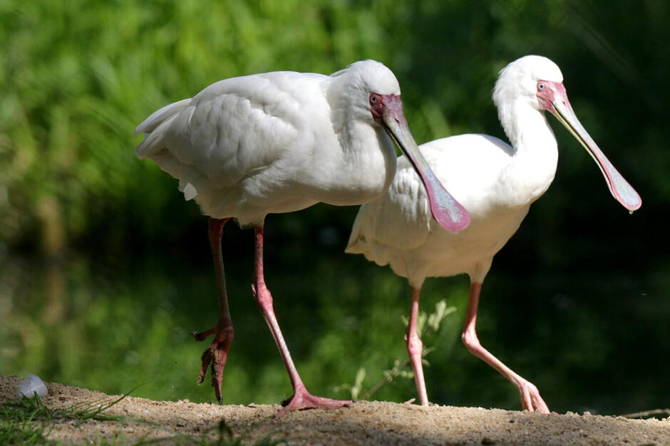 Dwa egzotyczne ptaki z długimi dziobami siedzą na kłodzie drewna, w tle ściana zieleni.