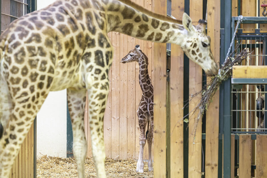 Mała i duża żyrafa stoją w żyrafiarni w zoo.
