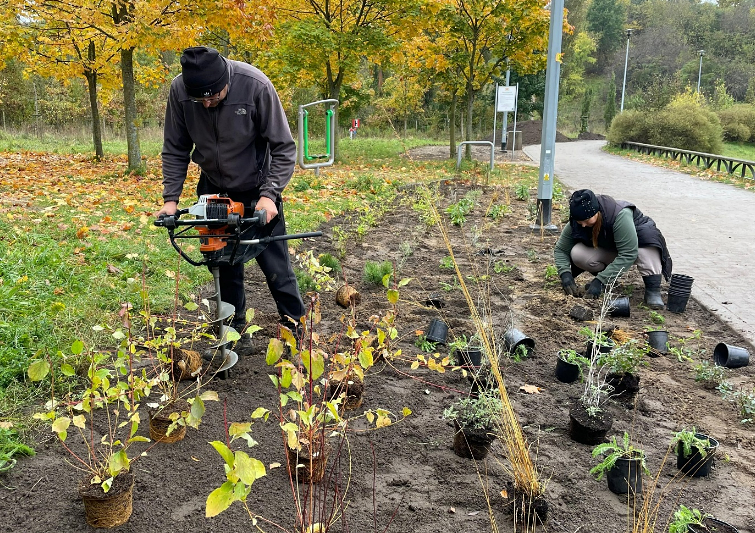 na zdjęciu dwóch mężczyzn jeden klęka przy gruncie i sadzi krzaczki, drugi specjalną maszyną tworzy dołki pod nowe nasadzenia