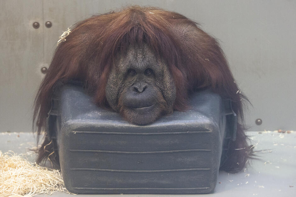 Orangutany w ZOO