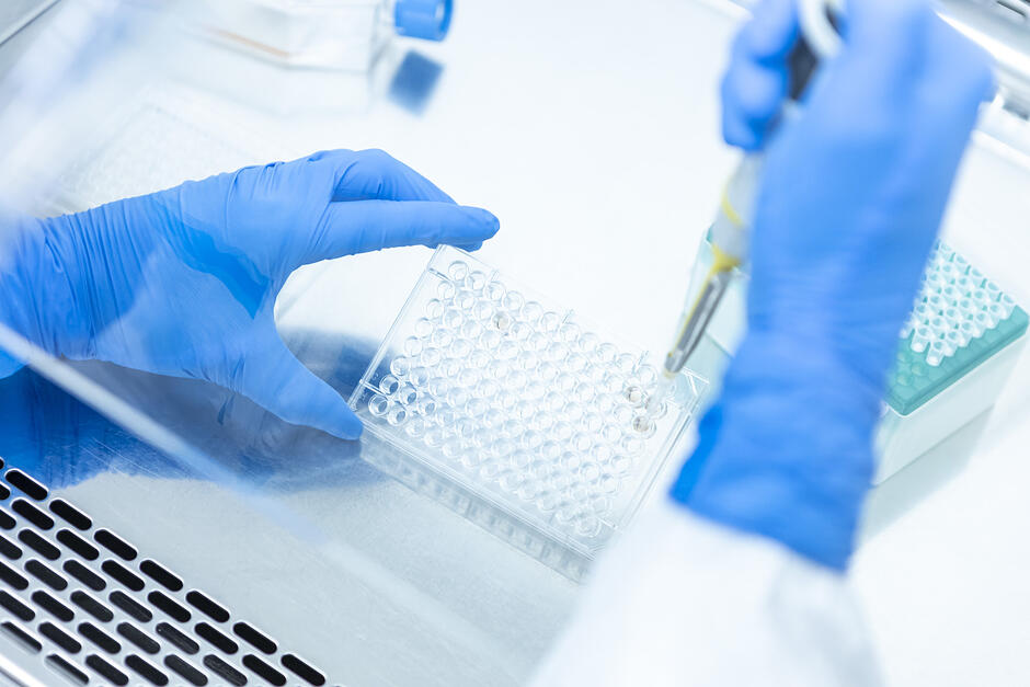 ręce osoby noszącej niebieskie rękawice pracujące w laboratorium; osoba trzyma pipetę z żółtym płynem w niej i używa jej do badania niewielkiej ilości płynu