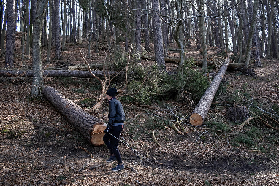 Kobieta idzie z kijkami przez las, gdzie leżą ścięte drzewa.
