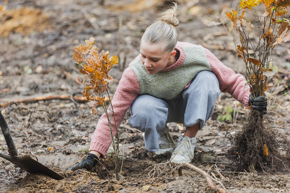 Dziewczynka w wieku szkolnym z sadzonkami drzew, które umieszcza w podłożu