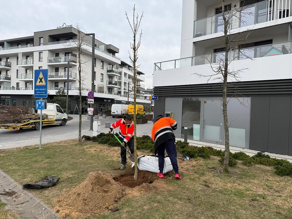 Dwie osoby sadzą drzewko na trawniku na osiedlu mieszkaniowym, wokół budynki.