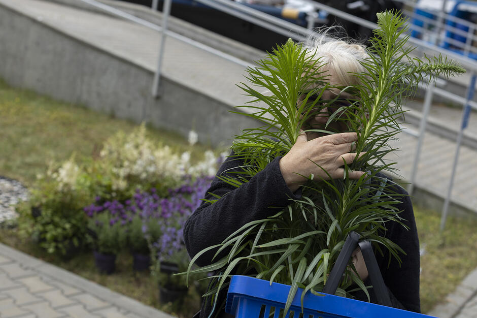 Kobieta niesie sadzonkę rośliny w doniczce, którą zasłania sobie twarz.