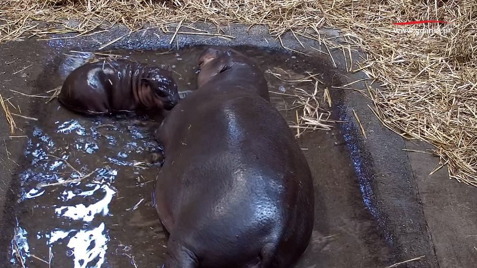 Dwa hipopotamy w wodzie