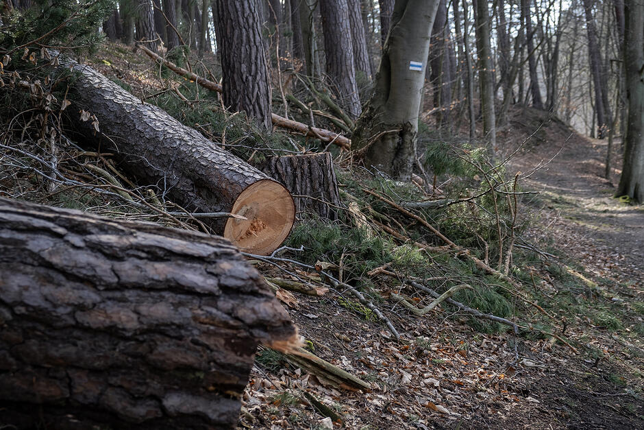 Ścieżka w lesie z namalowanym na drzewie znakiem niebieskiego szlaku turystycznego. Obok ścieżki leżą ścięte drzewa.