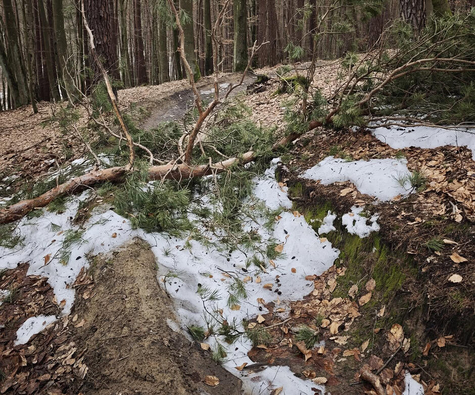 Leśna ścieżka rowerowa przykryta częściowo śniegiem i gałęziami.