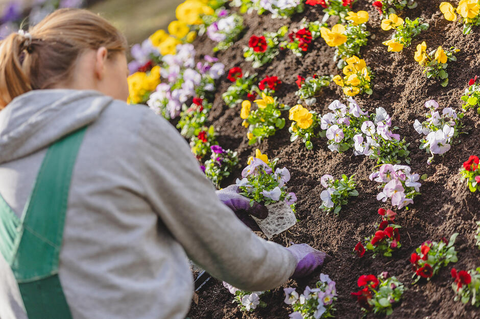 na zdjęciu kobita ogrodniczka sadzi kwiatki w ziemi, obok niej widać duży klomb kolorowych roślin