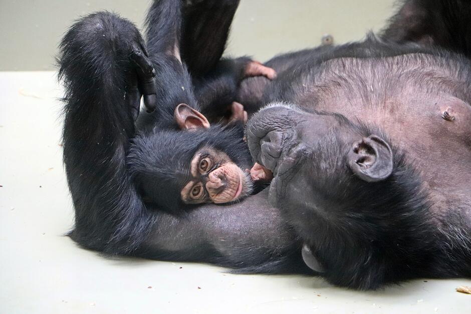 Na zdjęciu widać dorosłego szympansa leżącego na plecach, który czule tuli do siebie małe młode. Małpka z zaciekawieniem spogląda prosto w obiektyw, wtulona w ramię opiekuna.