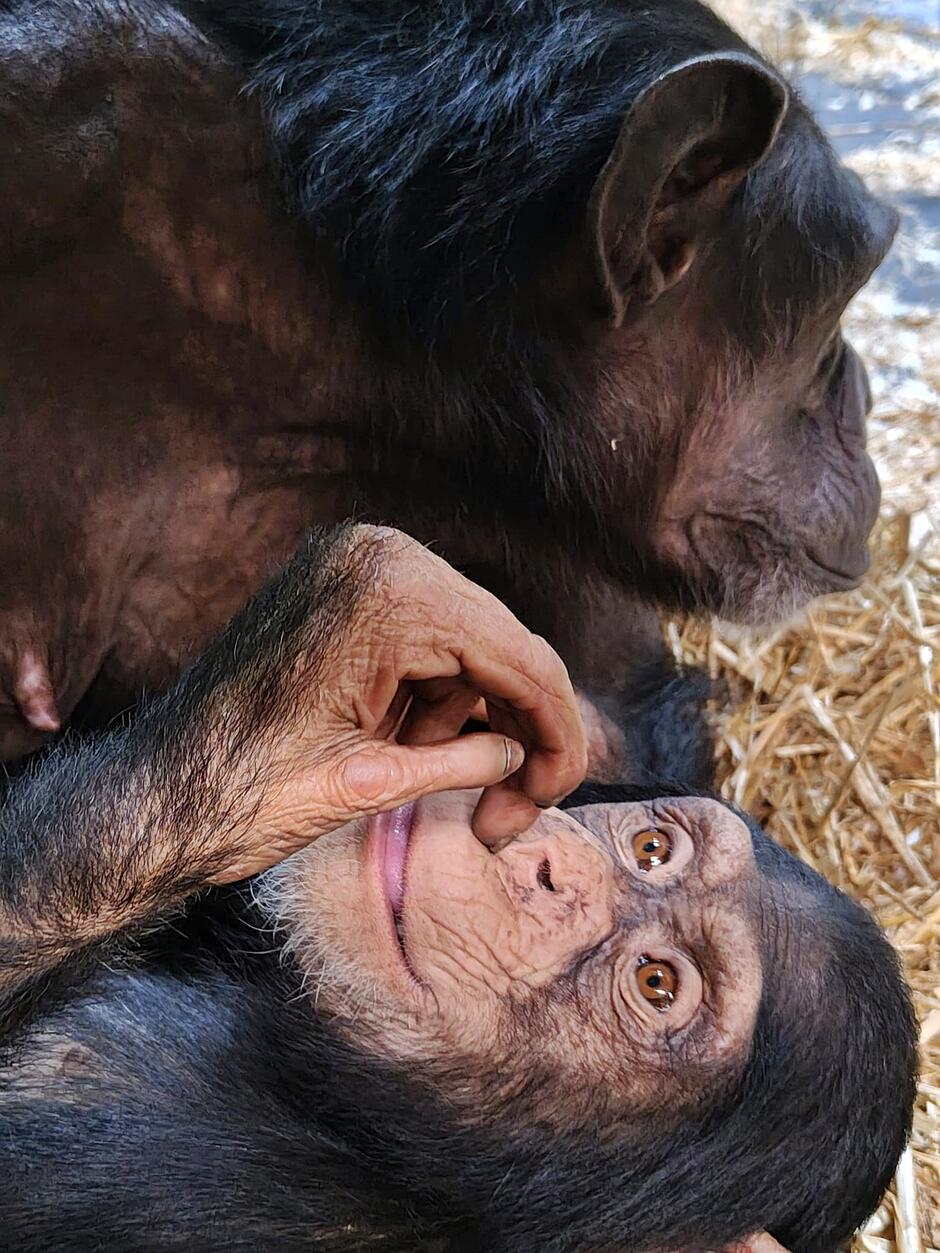 Zdjęcie przedstawia dorosłego szympansa, obok którego leży młode, patrzące prosto w stronę obiektywu. Mała małpka trzyma palec przy swojej twarzy, co nadaje jej niemal ludzki wyraz zaciekawienia lub zamyślenia.