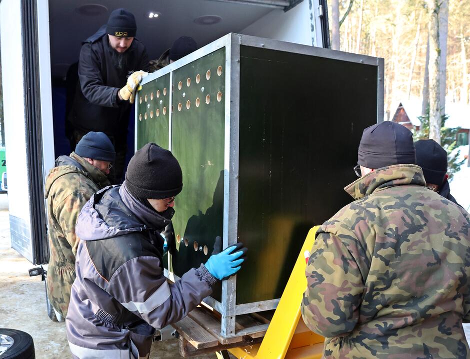 Zdjęcie przedstawia grupę mężczyzn w ubraniach roboczych, którzy wspólnie wyładowują z ciężarówki dużą, zieloną skrzynię transportową. Pracownicy używają wózka paletowego i zachowują ostrożność, co sugeruje, że wewnątrz może znajdować się zwierzę lub cenny ładunek.