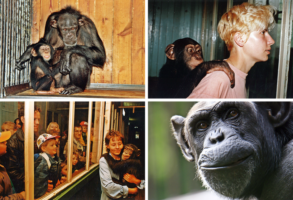 Kolaż przedstawia bliskie interakcje ludzi z młodym szympanem, którego widać między innymi na rękach kobiety oraz opierającego się o ramię innej osoby. Pozostałe ujęcia ukazują dorosłego osobnika z młodym w drewnianym pomieszczeniu oraz grupę ludzi obserwującą zwierzę przez szybę.