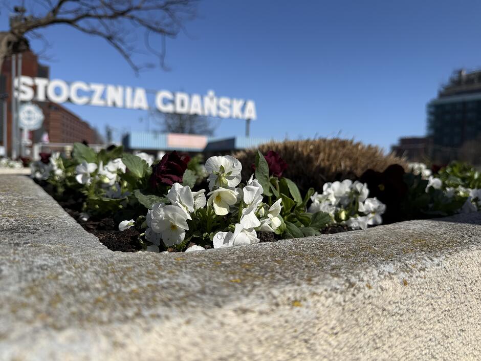 na zdjęciu kwiatki w betonowej donicy