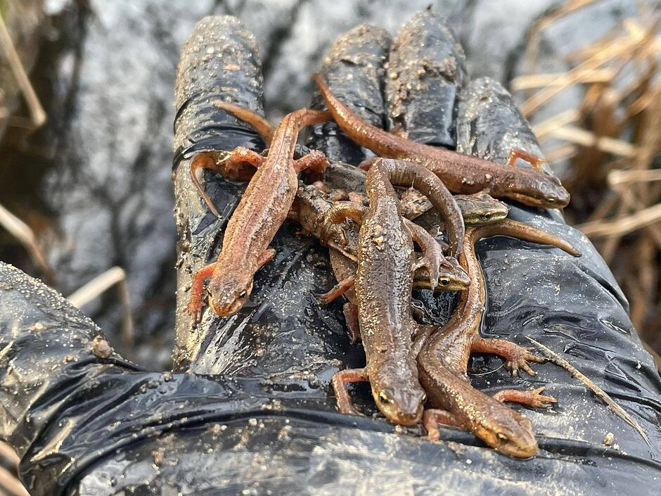 Na zdjęciu widać kilka małych traszek o smukłych ciałach i brązowo-oliwkowym ubarwieniu, które spoczywają na dłoni w czarnej rękawicy ochronnej. Te niewielkie płazy ogoniaste są często spotykane w wilgotnych środowiskach i na terenach podmokłych, zwłaszcza podczas ich wiosennych wędrówek.
