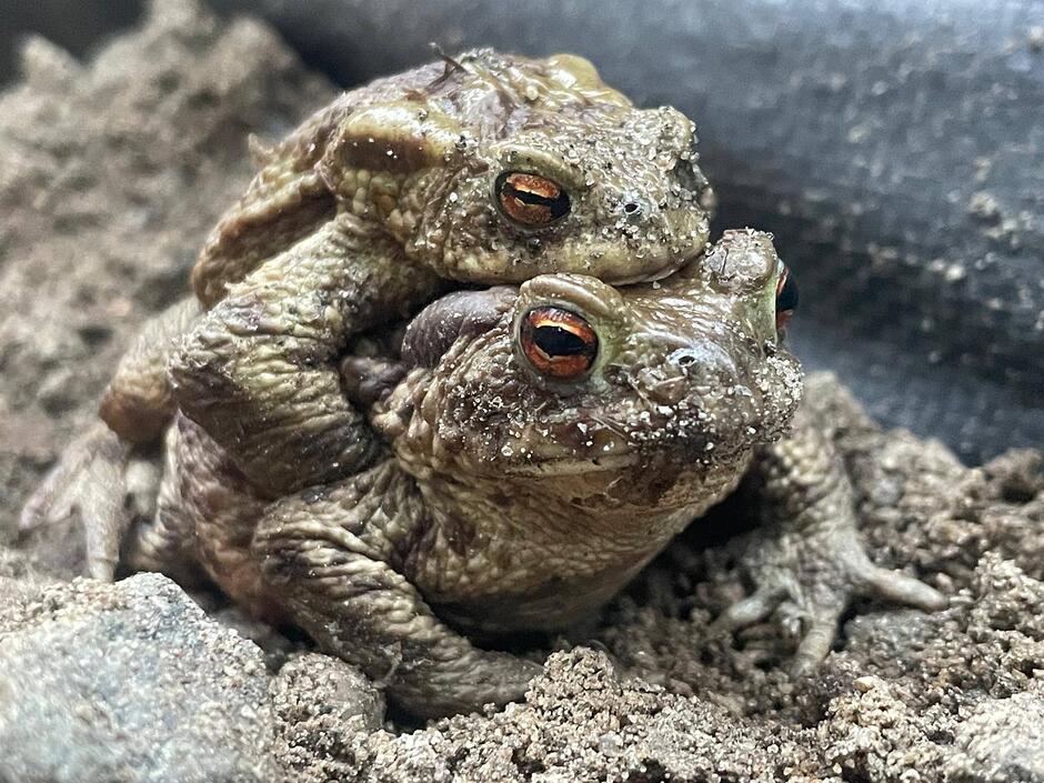 Zdjęcie przedstawia parę ropuch szarych w pozycji ampleksus, gdzie znacznie mniejszy samiec trzyma się grzbietu większej samicy podczas wędrówki do zbiornika wodnego. Płazy te charakteryzują się krępą budową, silnie brodawkowatą skórą oraz jaskrawymi, pomarańczowymi oczami o poziomych źrenicach.
