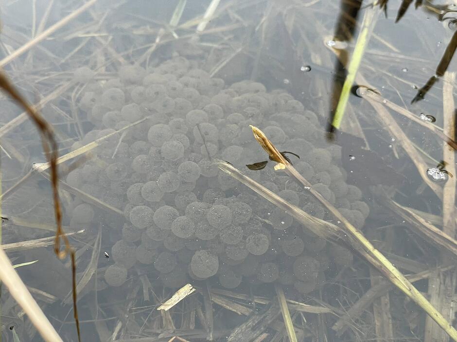 Na zdjęciu widoczny jest skrzek żaby w formie galaretowatego kłębu zanurzonego w płytkiej, przejrzystej wodzie wśród suchych traw. Każde z licznych jajeczek posiada ciemny środek, z którego po pewnym czasie rozwiną się kijanki.