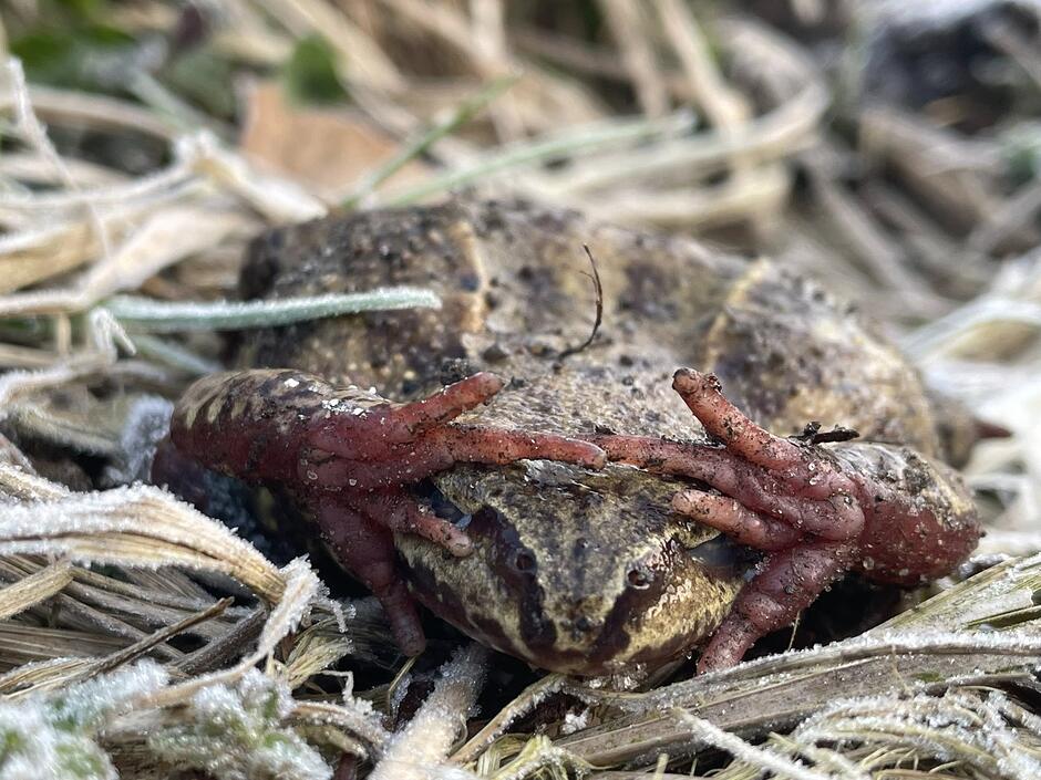Na zdjęciu widać żabę trawną, która w geście obronnym zakrywa oczy przednimi łapkami o charakterystycznym, czerwonawym spodzie. Płaz spoczywa na suchej trawie pokrytej szronem, co podkreśla trudne warunki, w jakich te zwierzęta budzą się po zimie.