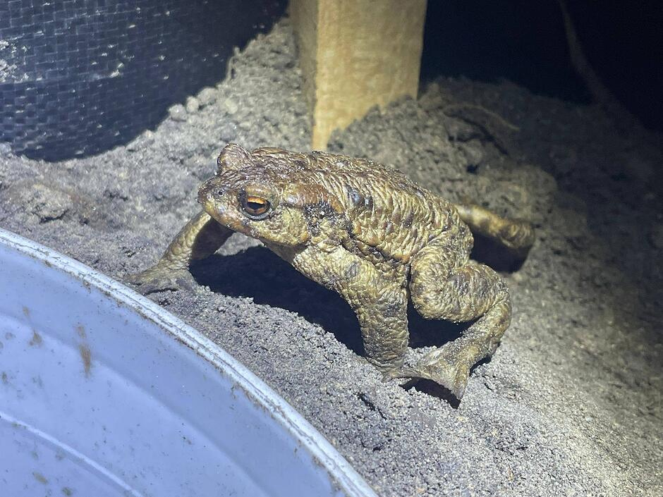 Na zdjęciu widać ropuchę szarą o masywnej budowie ciała i charakterystycznej, mocno brodawkowatej skórze w odcieniach brązu. Płaz znajduje się na piaszczystym podłożu obok plastikowego naczynia, prezentując typowe dla tego gatunku pomarańczowe oczy z poziomą źrenicą.