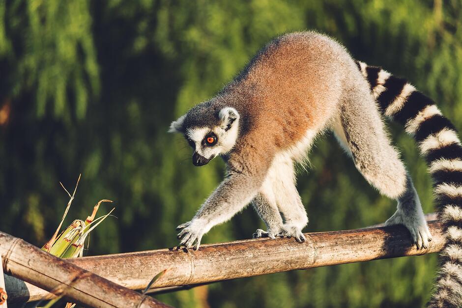 Lemur idzie po gałęzi, za nim dżungla.