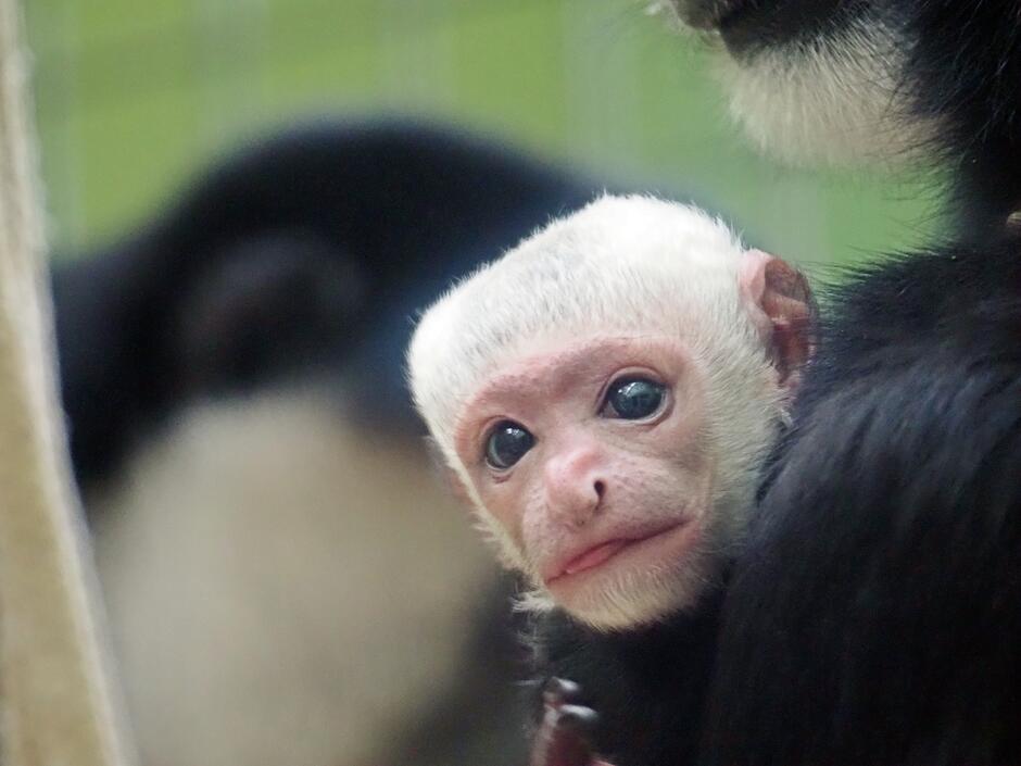 Zdjęcie pyszczka małej małpki, która na głowie ma białą sierść
