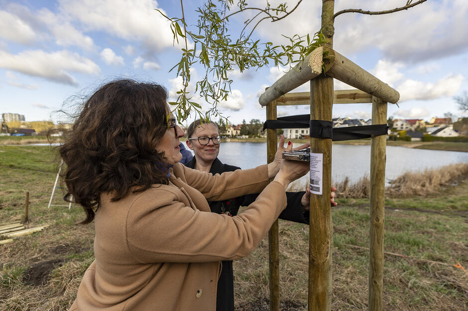 na zdjęciu dwie kobiety, jedna mocuje informację do palików przy nowym drzewku
