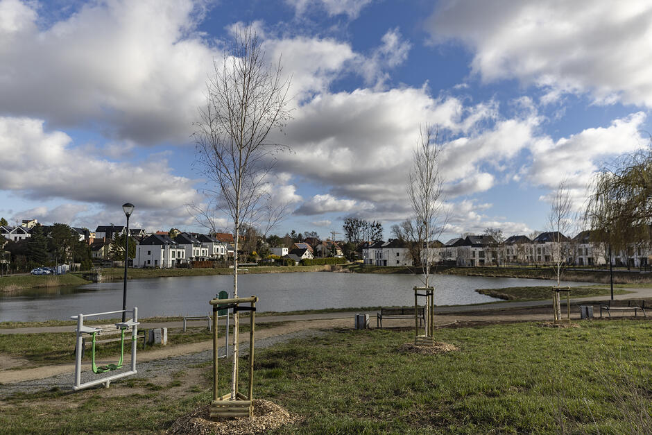 na zdjęciu na pierwszym planie młode nowo nasadzone drzewka, w tle zbiornik retencyjny wypełniony wodą, wokół niego domy jednorodzinne