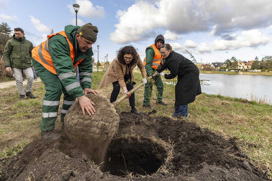 na zdjęciu dwóch mężczyzn w roboczych strojach i dwie kobiety trzymają długą sadzonkę młodego drzewa