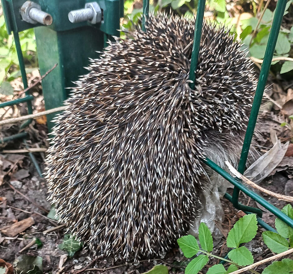 Jeż pomiędzy kratkami płotu.