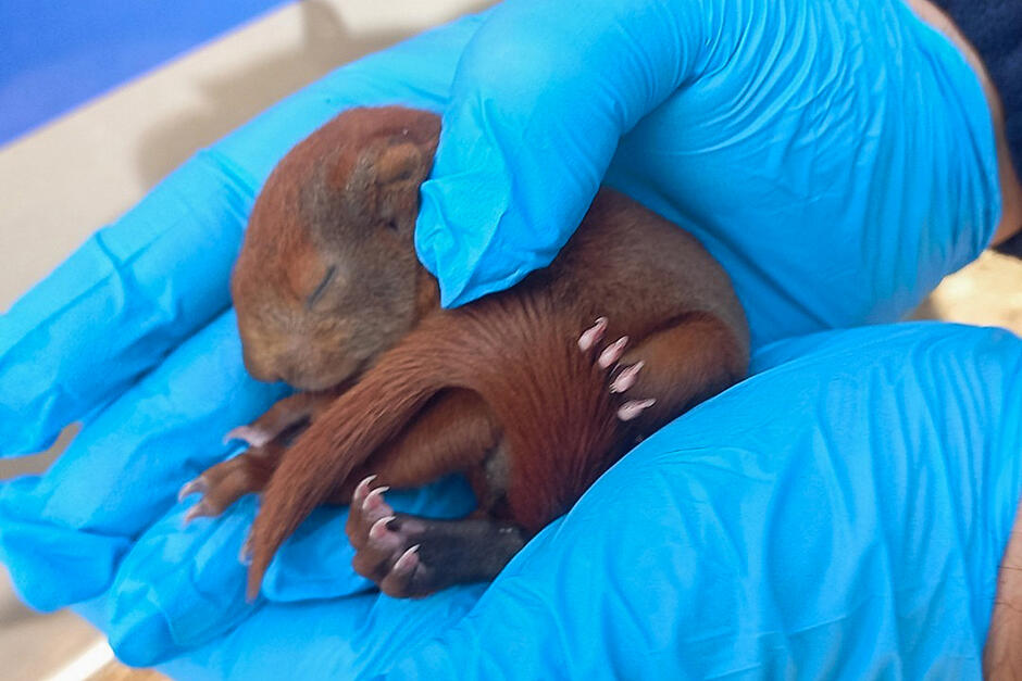 Mała wiewiórka osesek leży na dłoniach człowieka ubranych w lateksowe rękawiczki.