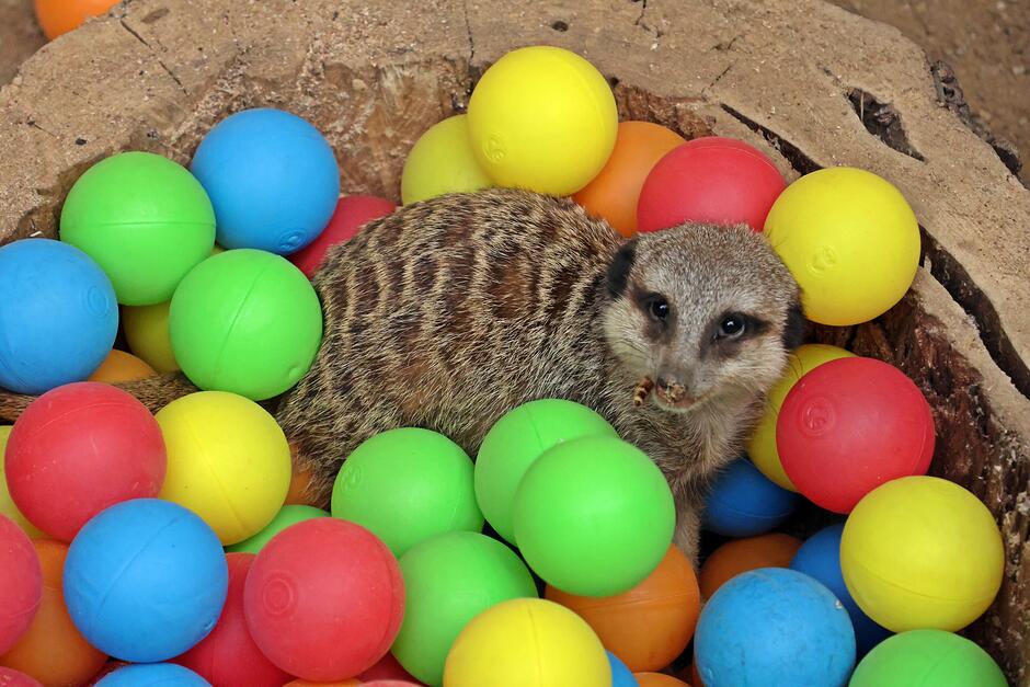 młode samce są bardzo energiczne i aktywne 