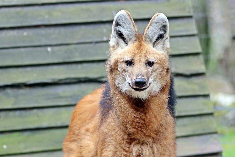 pampasowiec grzywiast 