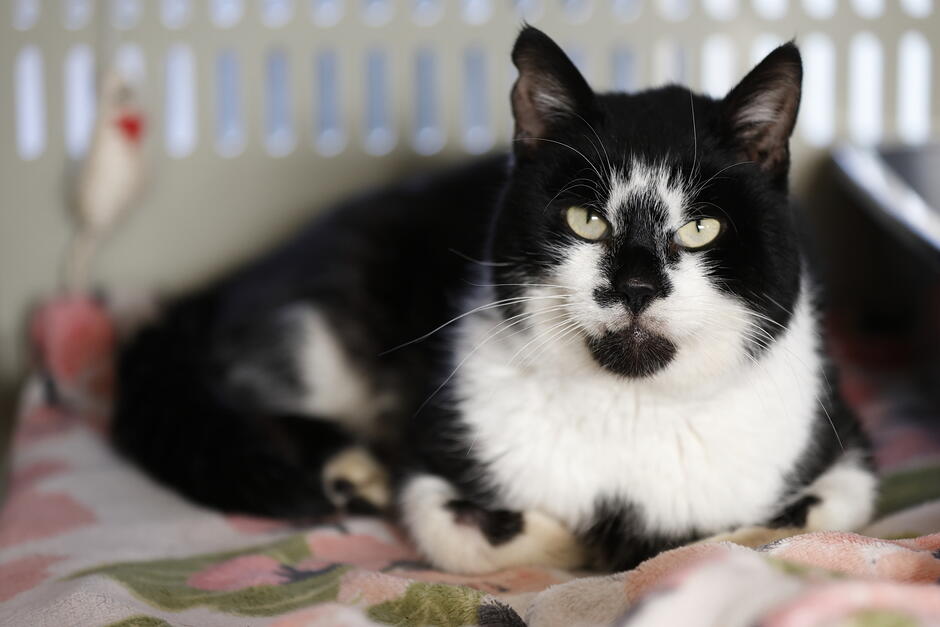 gcm-download-1920-2025-01-28-promyk-koty-adopcja-007.26223492 (1).JPG