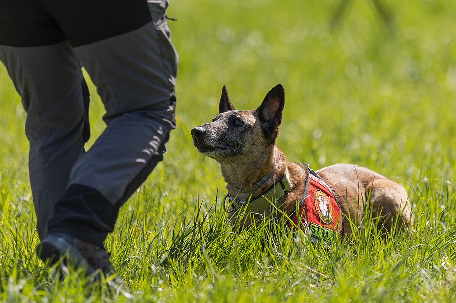 Pies rasy owczarek belgijski malinois leży w wysokiej trawie i z dużym skupieniem wpatruje się w przechodzącego obok przewodnika. Zwierzę ma na sobie czerwone szelki służbowe z napisem „STRAŻ”, co wskazuje na odbywający się właśnie trening lub akcję ratowniczą.
