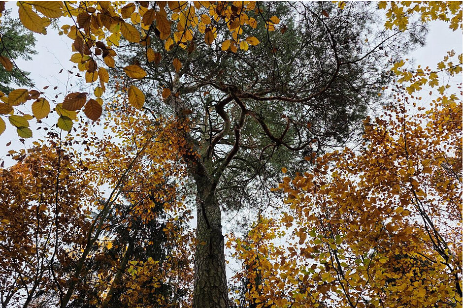 Drzewo sosna w lesie.