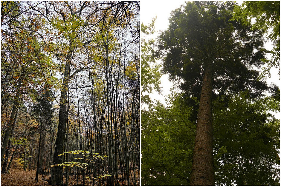 Kolaż dwóch zdjęć z drzewami - z lewej dąb szypułkowy, z prawej jodła pospolita. Oba rosną w lesie.