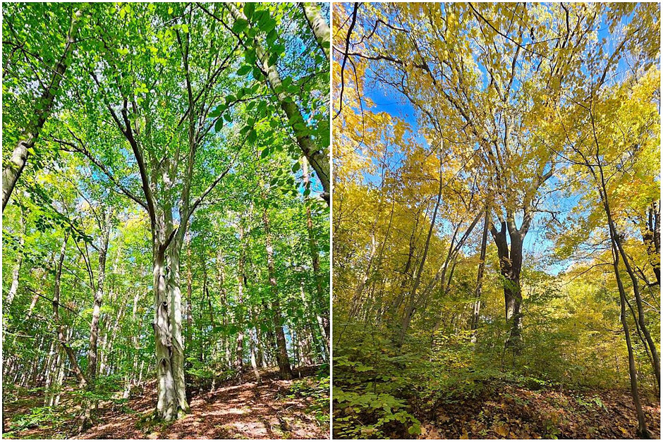 Kolaż dwóch zdjęć z drzewami w lesie. Z lewej buk, z prawej dąb.