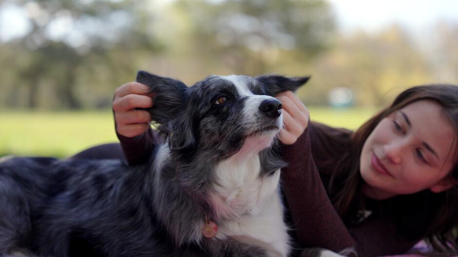 Piesek border collie na tle zieleni