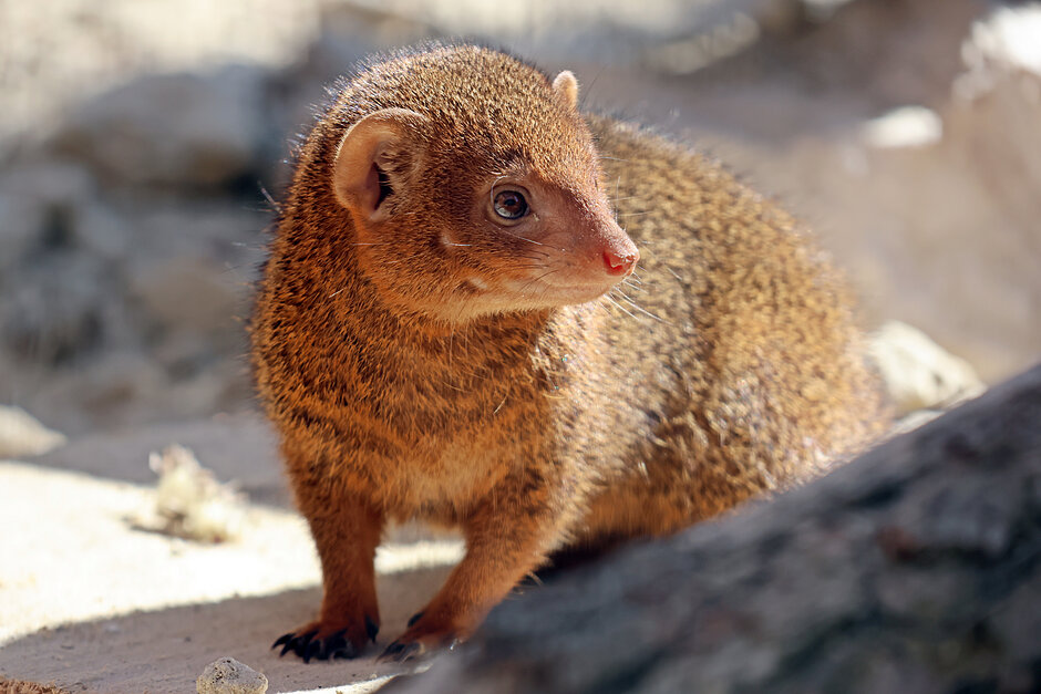 na zdjęciu mangusteczka karłowata