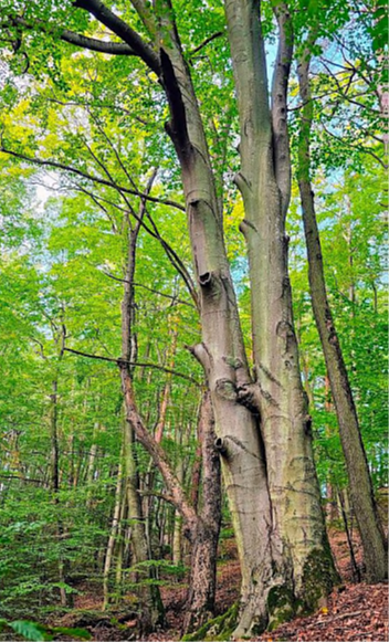 Zdjęcie dekoracyjne, przedstawiające pomnik przyrody buk zwyczajny(Fagus sylvatica)