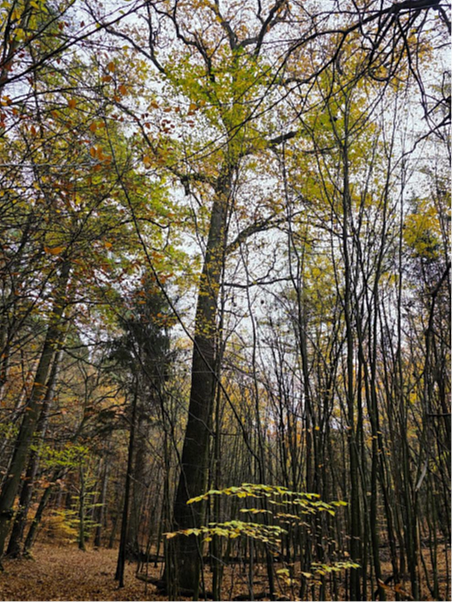 Zdjęcie przedstawiające pomnik przyrody Dąb szypułkowy (Quercus robur)