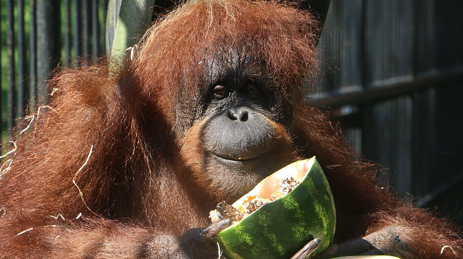 Małpa z gatunku orangutan z arbuzem w zoo.