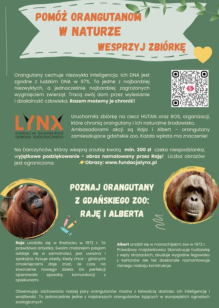 Plakat ze zdjęciami orangutanów informujący o zbiórce pieniędzy na pomoc orangutanem w naturze.