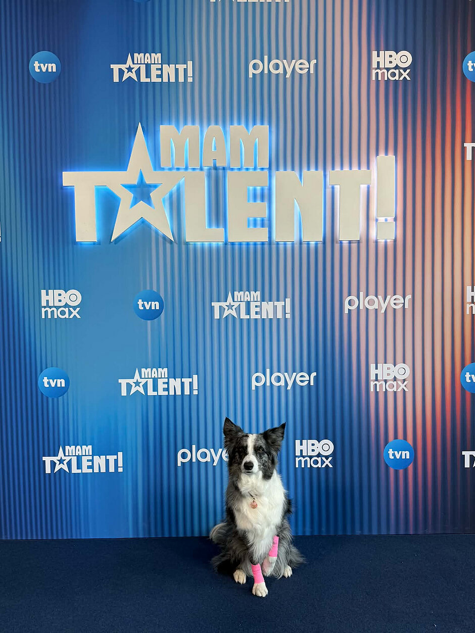 Piesek border collie na tle logo Mam Talent 